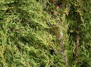Cupressus Sempervirens Var. Horizontalis